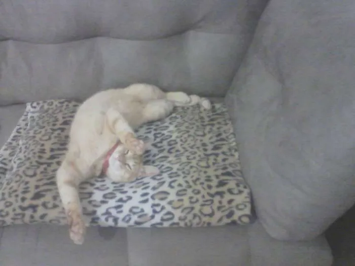 Gato ra a SRD idade 2 a 6 meses nome Diego