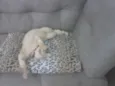 Diego