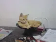 Diego