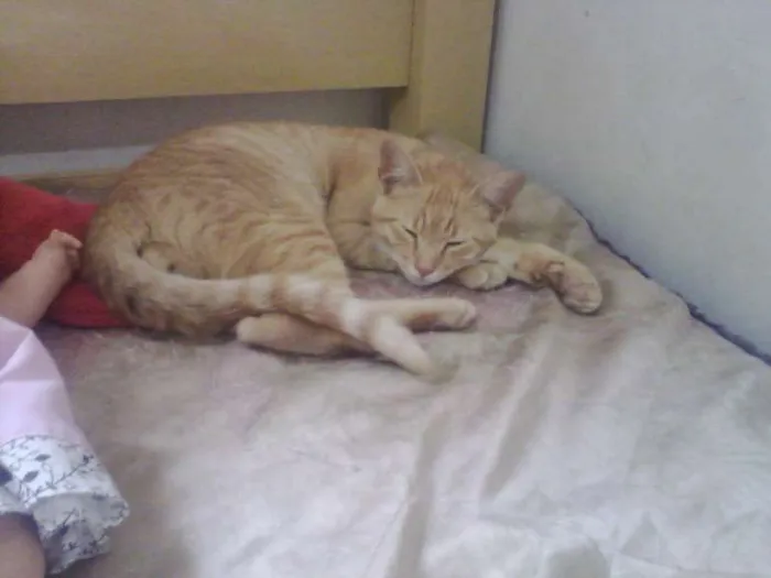 Gato ra a SRD idade 2 a 6 meses nome Diego