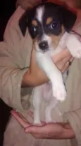 não tem