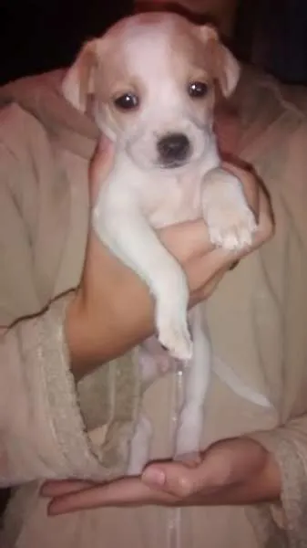 Cachorro raça Cofap idade Abaixo de 2 meses nome não tem