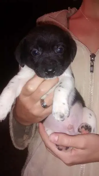 Cachorro raça Cofap idade Abaixo de 2 meses nome não tem