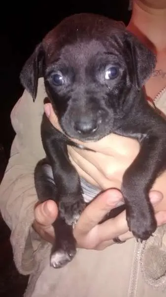 Cachorro raça Cofap idade Abaixo de 2 meses nome não tem