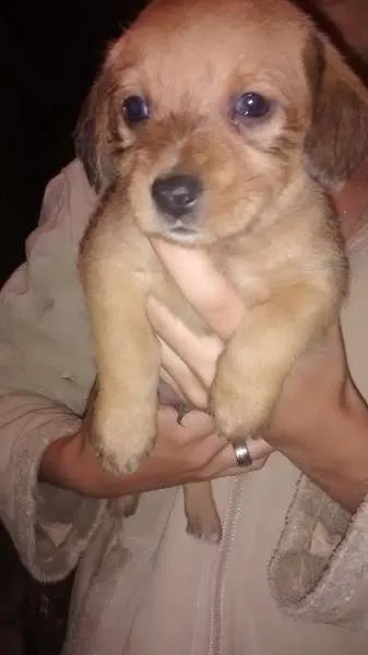 Cachorro raça Cofap idade Abaixo de 2 meses nome não tem