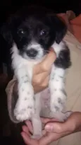 não tem