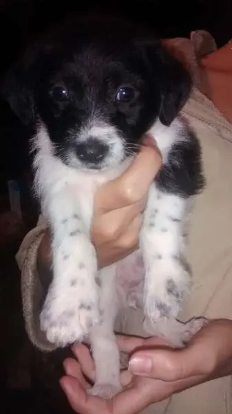 Cachorro raça Cofap idade Abaixo de 2 meses nome não tem