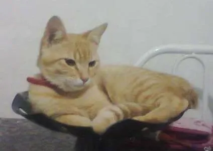 Gato ra a SRD idade 2 a 6 meses nome Diego