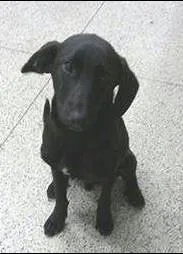 Cachorro raça SRD idade 1 ano nome OBAMA