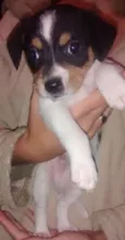 não tem