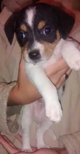 Cachorro raça Cofap idade Abaixo de 2 meses nome não tem