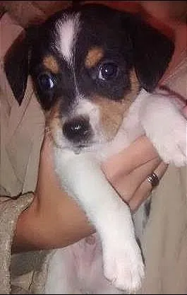 Cachorro raça Cofap idade Abaixo de 2 meses nome não tem