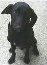Cachorro raça SRD idade 1 ano nome OBAMA