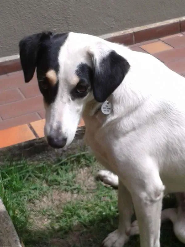 Cachorro ra a não definida idade 2 anos nome Mel