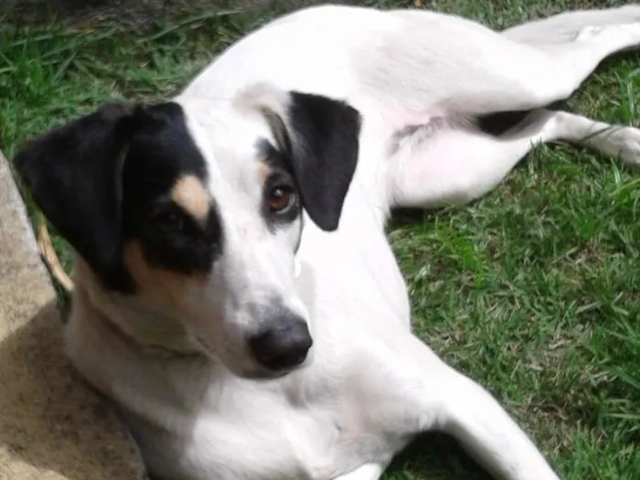 Cachorro ra a não definida idade 2 anos nome Mel