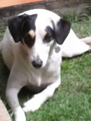 Cachorro ra a não definida idade 2 anos nome Mel
