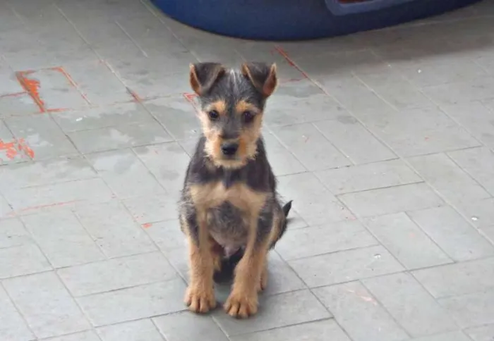 Cachorro ra a  idade 2 a 6 meses nome Teco