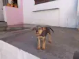 Teco