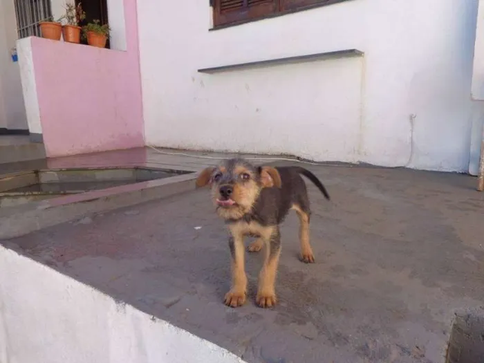 Cachorro ra a  idade 2 a 6 meses nome Teco