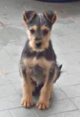 Teco