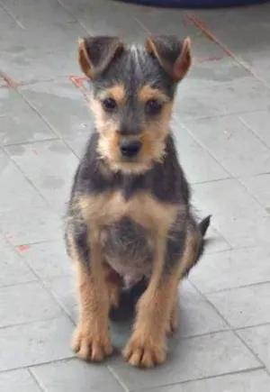 Cachorro raça  idade 2 a 6 meses nome Teco