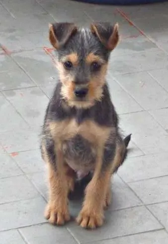 Cachorro ra a  idade 2 a 6 meses nome Teco