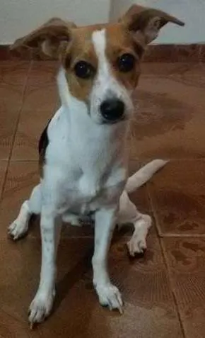 Cachorro ra a SRD idade 1 ano nome Eva