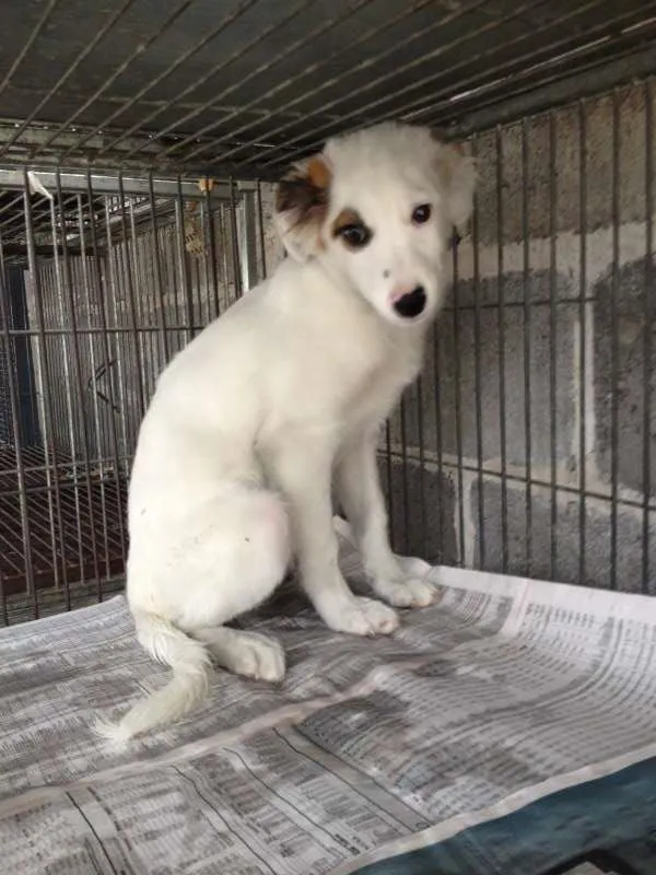 Cachorro ra a SRD idade 2 a 6 meses nome Frodo