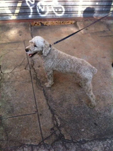 Cachorro ra a Poodle idade 3 anos nome TUTU