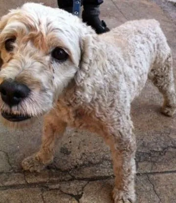 Cachorro ra a Poodle idade 3 anos nome TUTU