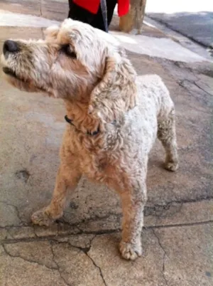 Cachorro raça Poodle idade 3 anos nome TUTU
