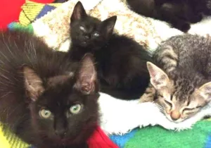 Gato raça SRD idade 2 a 6 meses nome Sem nome