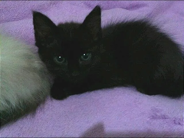 Gato ra a SRD idade 2 a 6 meses nome Sem nome