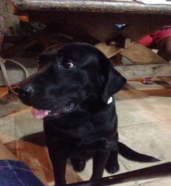 Cachorro ra a Labrador idade 2 anos nome THOR GRATIFICA
