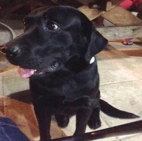 Cachorro ra a Labrador idade 2 anos nome THOR GRATIFICA