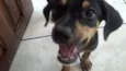 Brutus