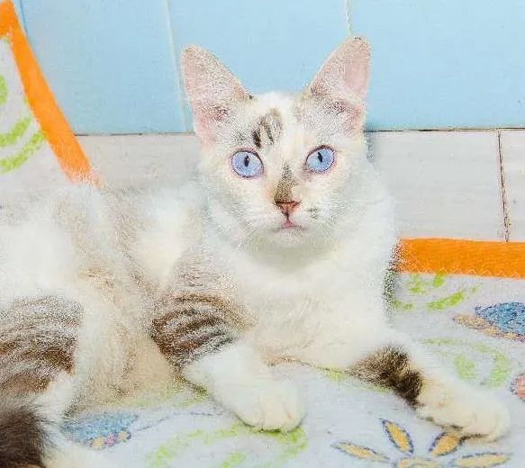 Gato ra a SRD idade 1 ano nome Lua