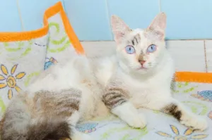 Gato raça SRD idade 1 ano nome Lua