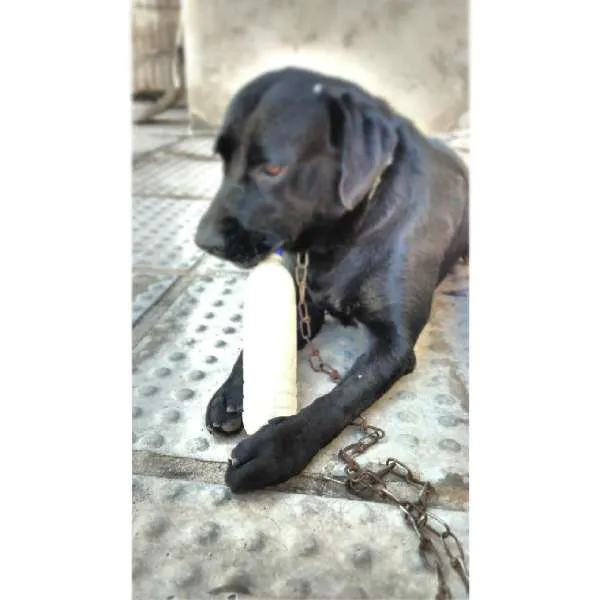 Cachorro ra a LABRADOR idade 2 anos nome MESSI