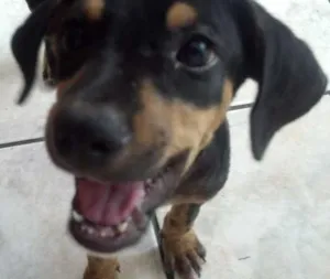 Cachorro raça SRD idade 2 a 6 meses nome Brutus