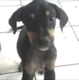 Brutus