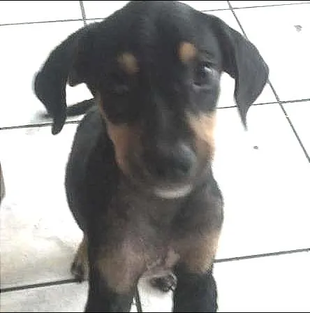 Cachorro raça SRD idade 2 a 6 meses nome Brutus