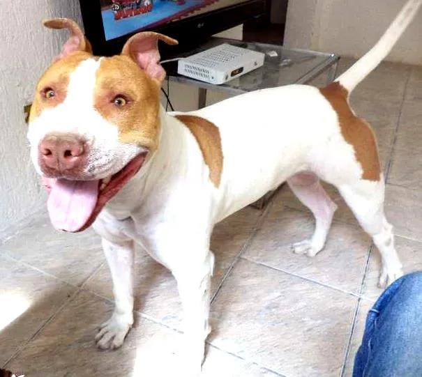 Cachorro ra a Pit-Bull idade 2 anos nome Thor Pitbull