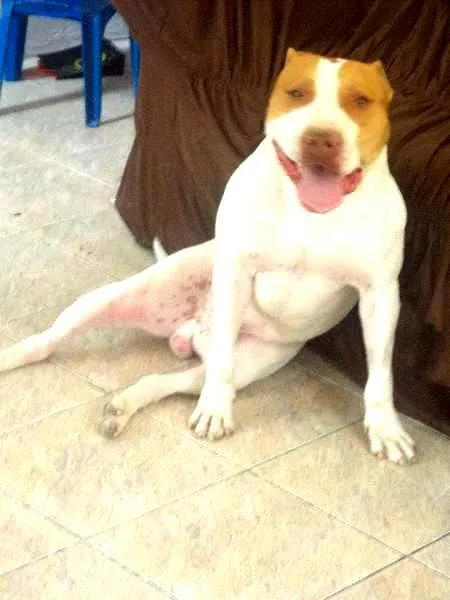 Cachorro ra a Pit-Bull idade 2 anos nome Thor Pitbull