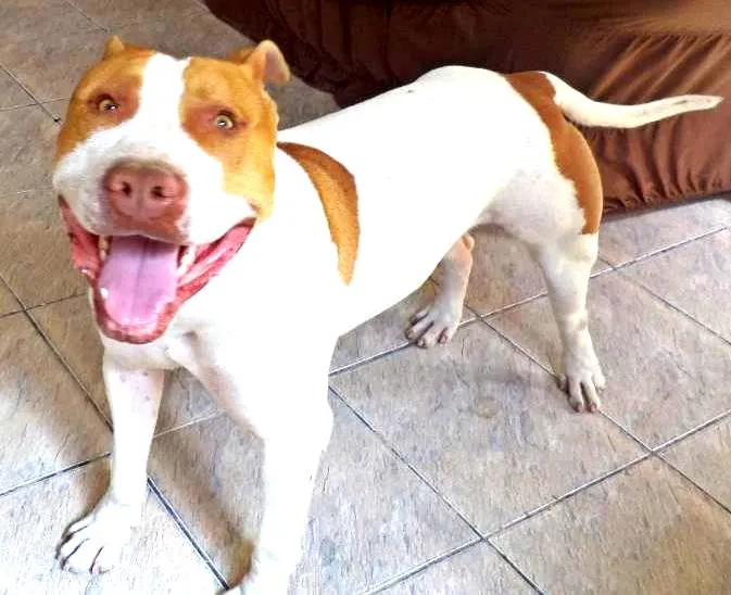 Cachorro ra a Pit-Bull idade 2 anos nome Thor Pitbull