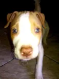 Thor Pitbull