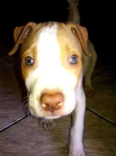 Cachorro ra a Pit-Bull idade 2 anos nome Thor Pitbull