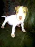 Thor Pitbull