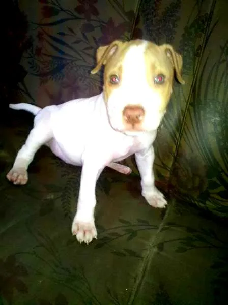 Cachorro ra a Pit-Bull idade 2 anos nome Thor Pitbull