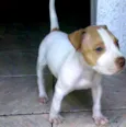 Thor Pitbull